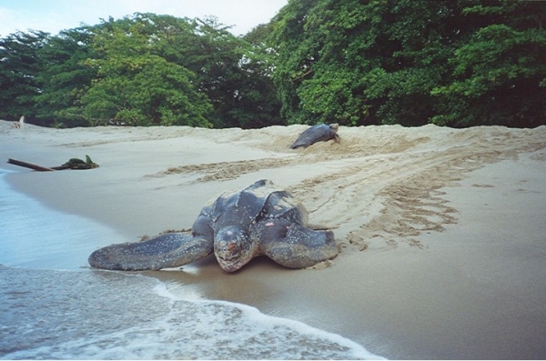 leatherback turtles at trinidad