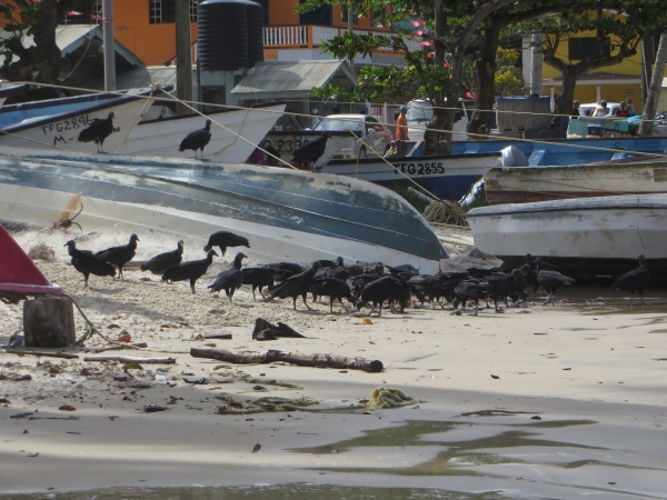 vultures of maracas beach in trinidad