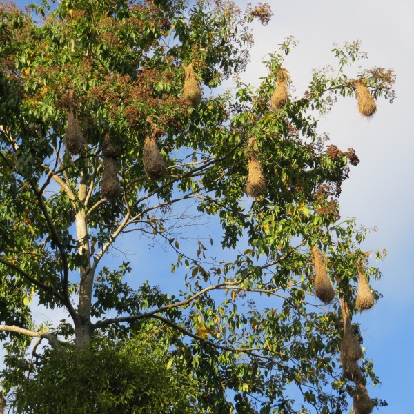 oropendola nest at asa wright nature center