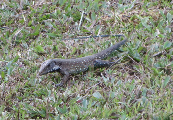 lizard at asa wright nature center