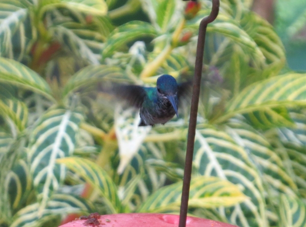 hummingbird at asa wright nature center