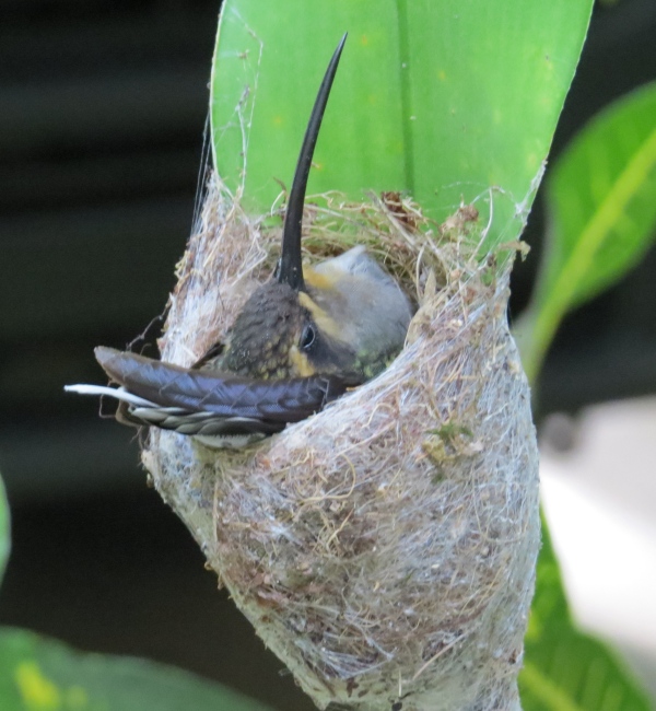 hummingbird in her nest at asa wright nature center