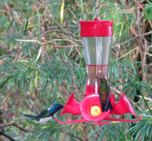 hummingbirds at pax house trinidad