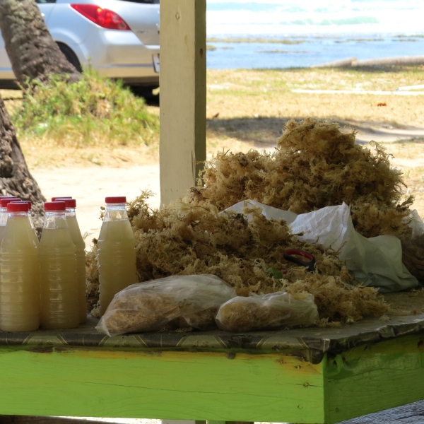 sea moss in trinidad