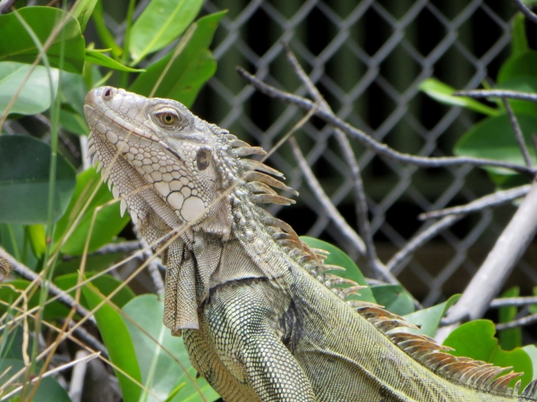 iguana in puerto rico