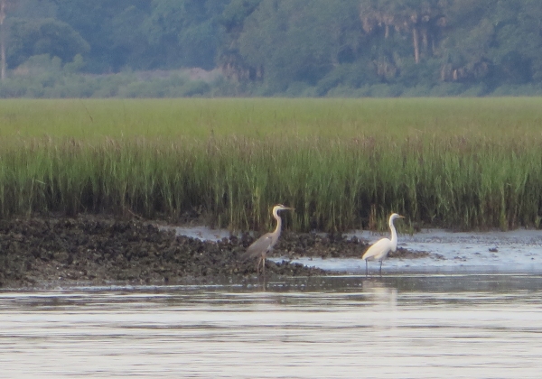wading birds on a grassy shore