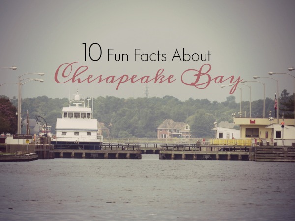 10-fun-facts-graphic