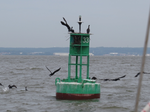 gulls and cormorants on the chesapeake