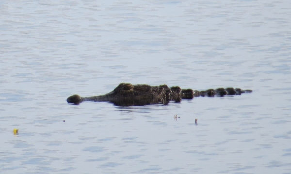 gator sighting in florida
