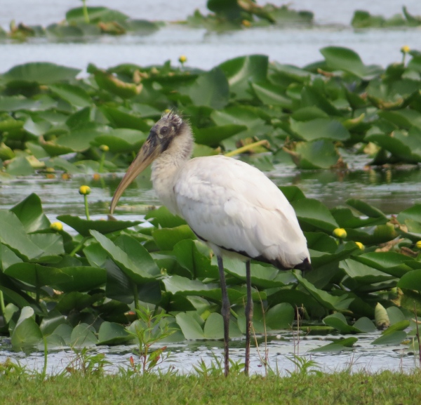 wood stork in florida