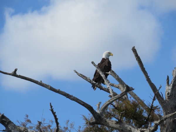 bald eagle in florida