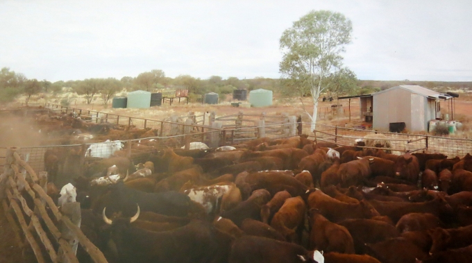 cattle station in waroona australia