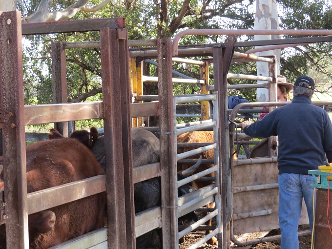 drafting cattle in waroona australia