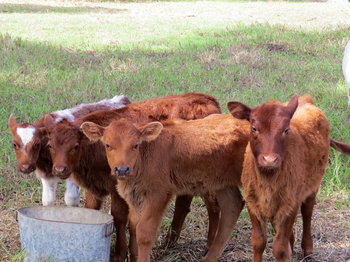 orphaned calves in waroona australia