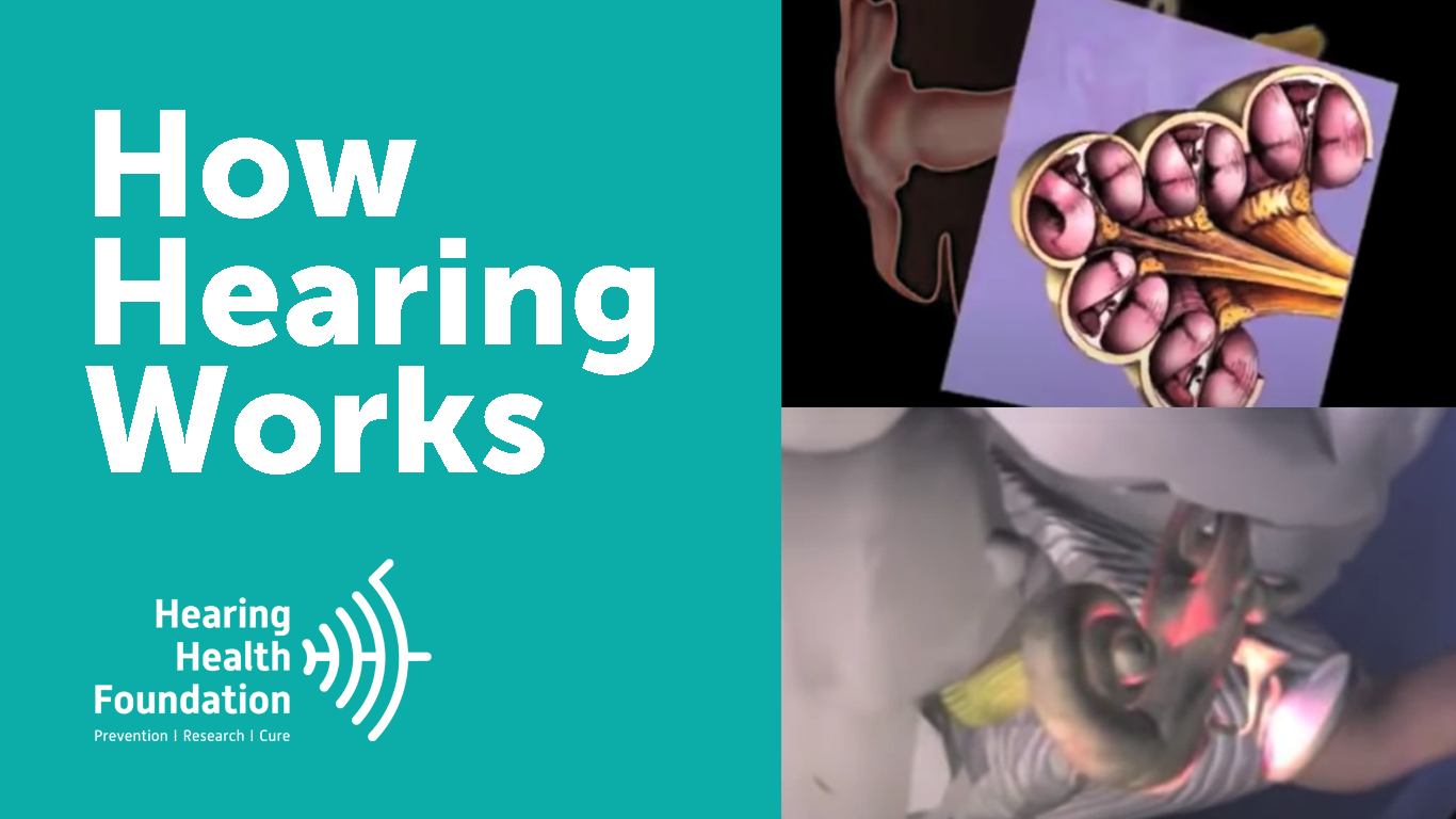 Explore Our Sense of Hearing | How the Ears & Brain Communicate — Hearing  Health Foundation