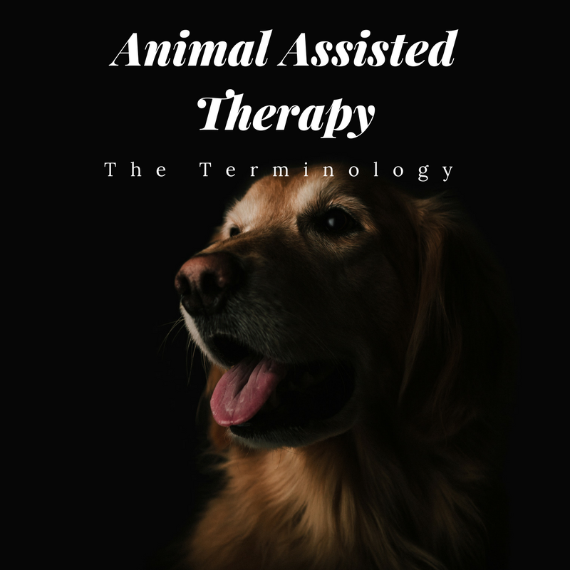 Animal Assisted Therapy: Terminology — Davidson Family Therapy