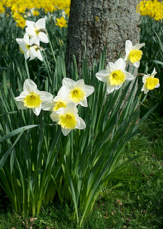 Daffodils - Sigma 50mm and D800