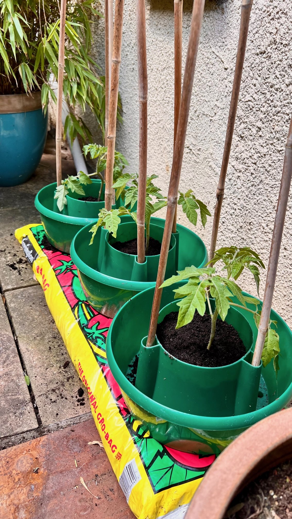 Growing tomatoes in a grow bag - Mud & Bloom