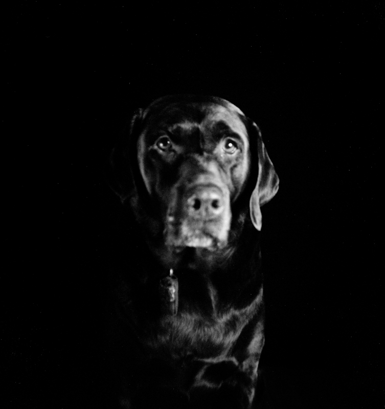 Holga photo of a dog (Chocolate Labrador Retriever)