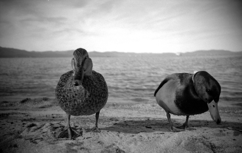 Photo of ducks taken at Lake Tahoe