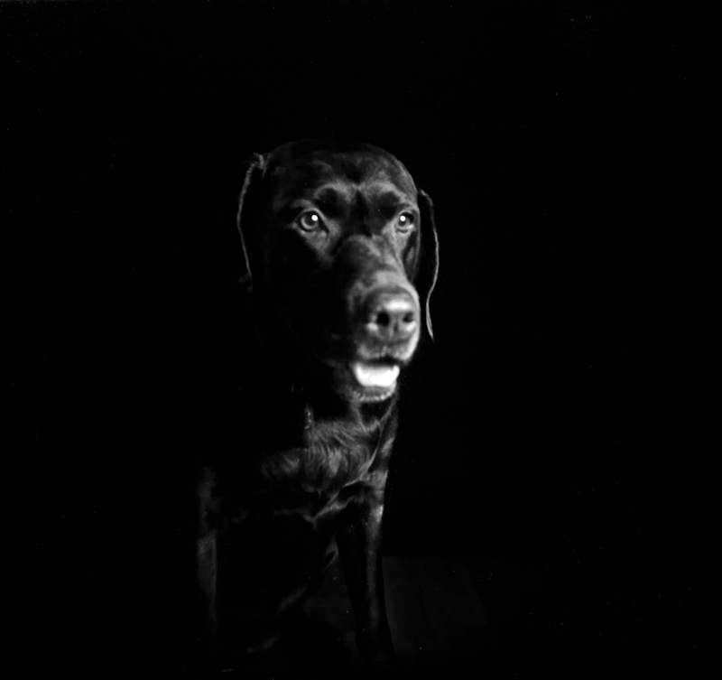 Photograph of a dog taken with a Holga