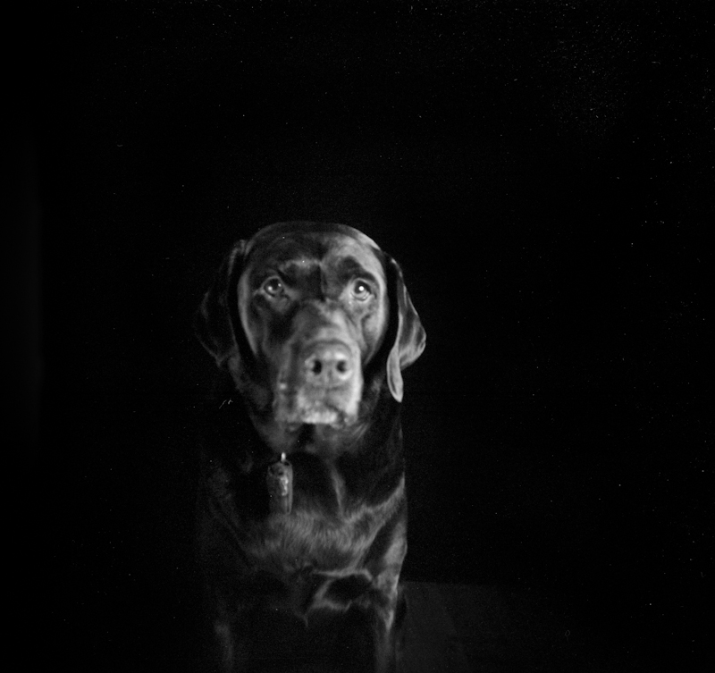 Photograph of a dog taken with a Holga