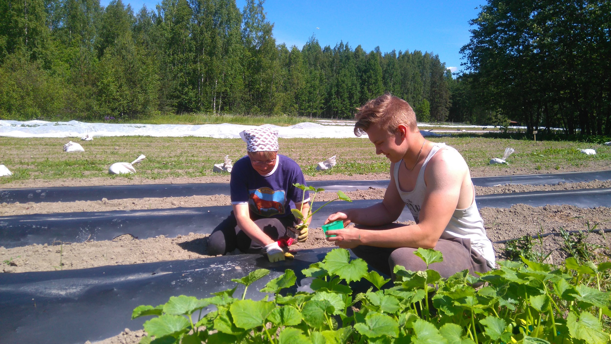 Mikko ja Nina istuttavat kesäkurpitsaa