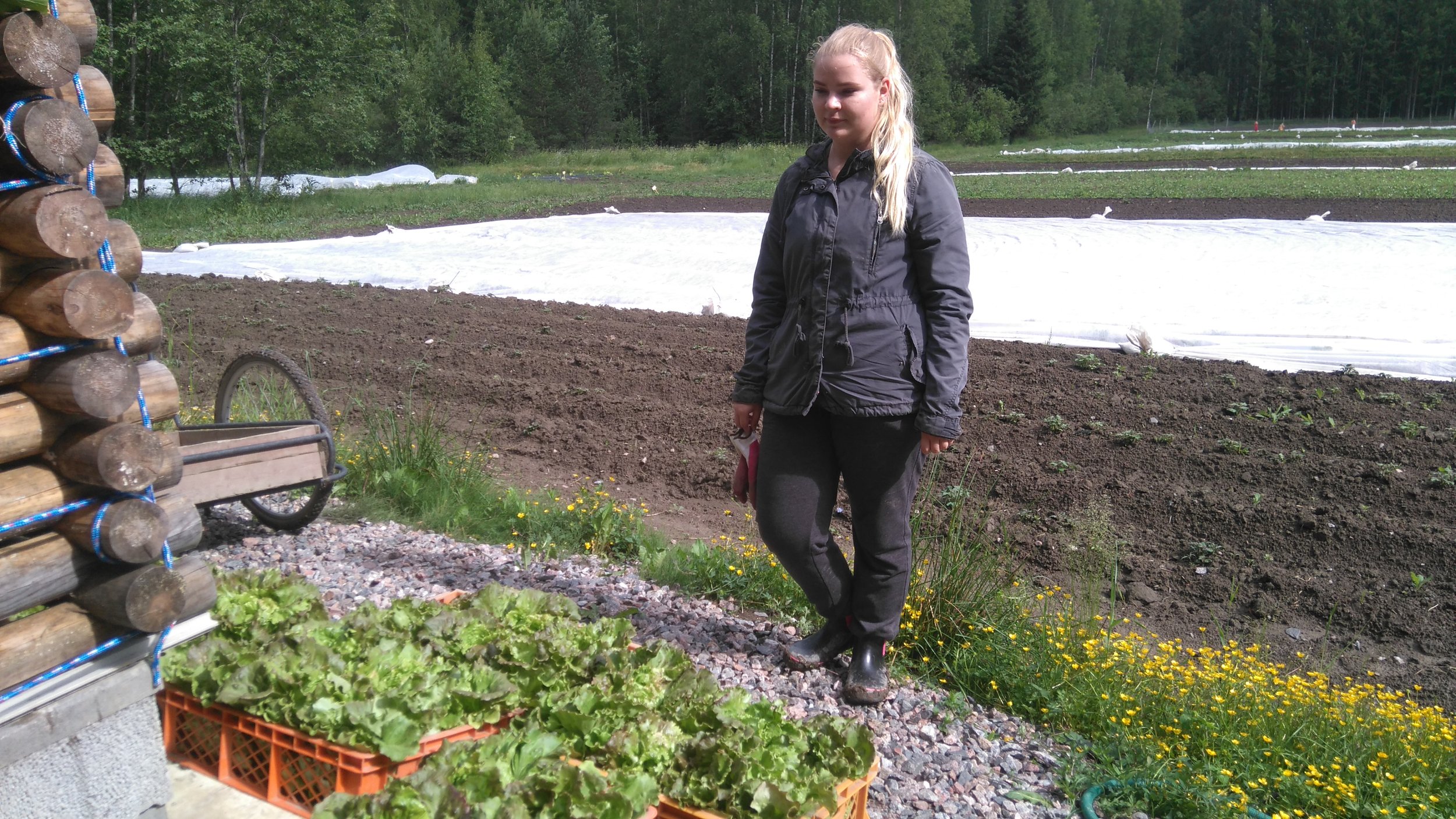Kesätyöntekijä Pinja sadonkorjaamassa salaattia sadonjakoihin
