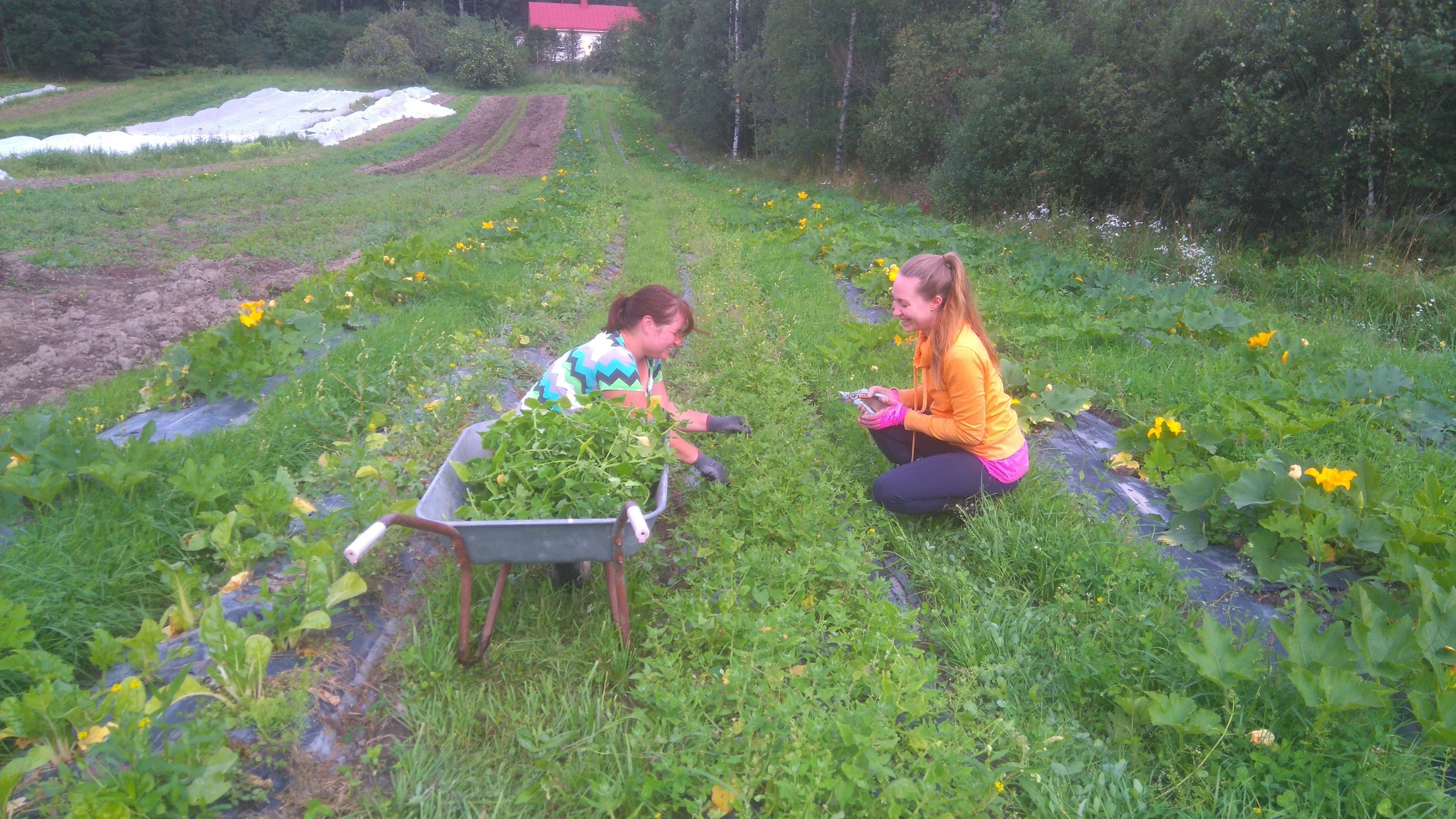 Harjoittelijamme Eriikka & Minna sadonkorjaavat lamopinaattia