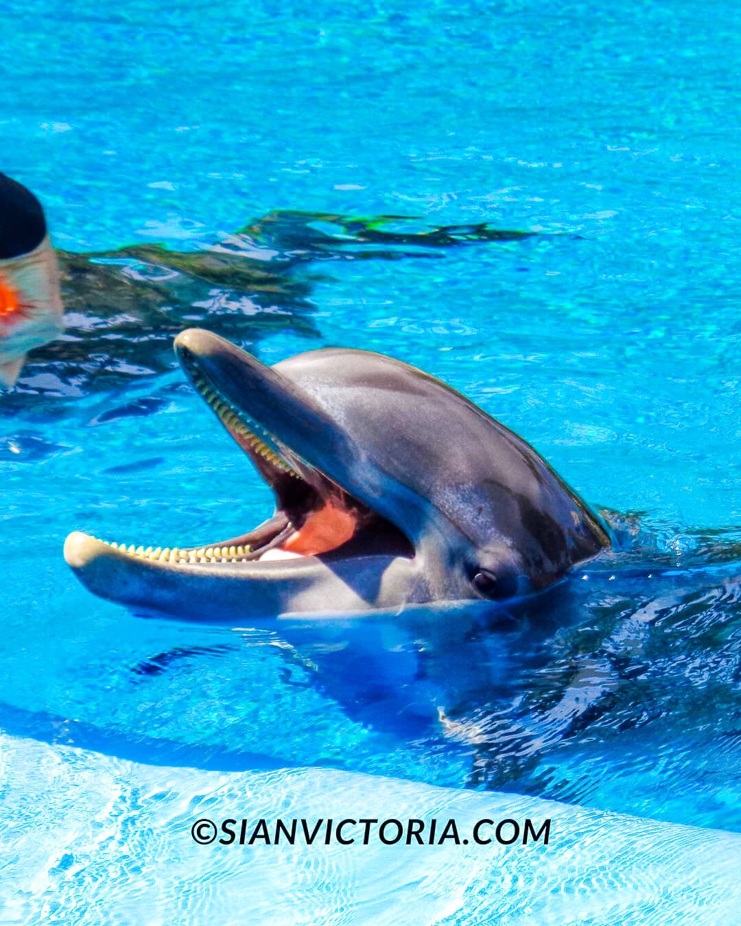 Secret Garden Dolphin Habitat Las Vegas Sian Victoria
