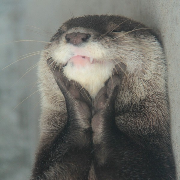 Delighted Otter Is Delighted