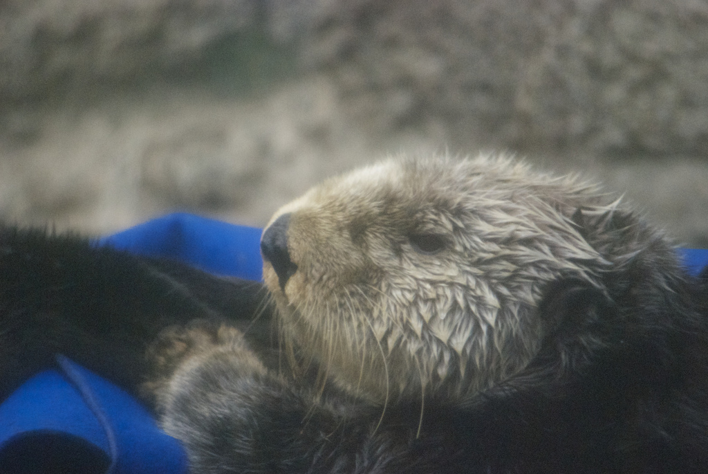 Cuddly Sea Otter at Monterey Bay Aquarium