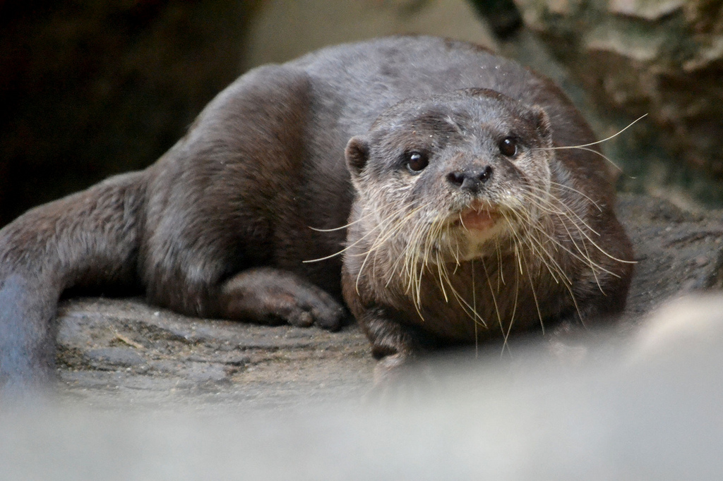 Those Are Some Whiskers Otter Has