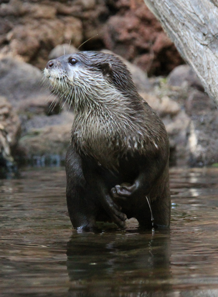 Otter Pup Practices His Juggling