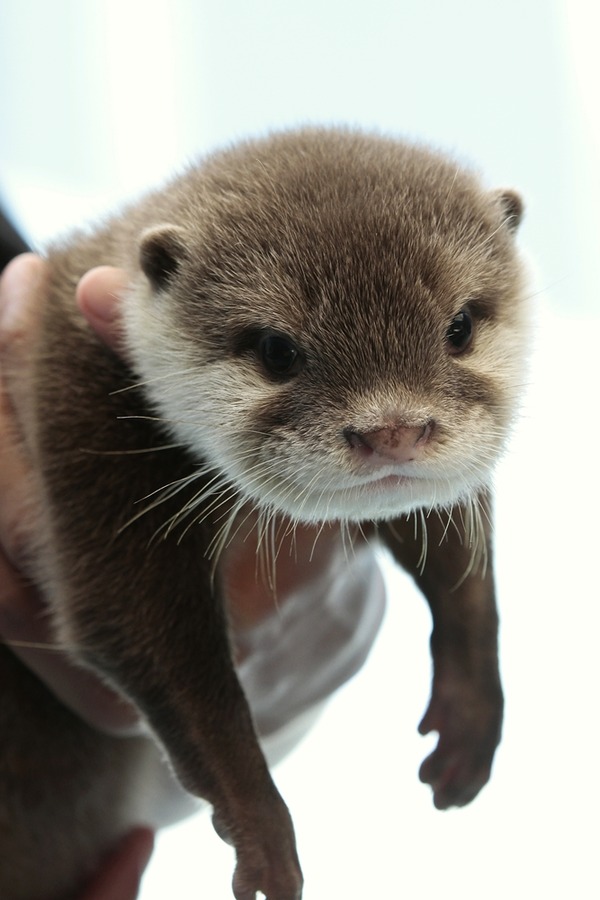 Otter Pup Hangs Out in Hoomin's Hands