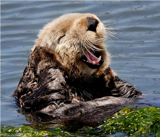 Sea Otter Belts Out a Tune