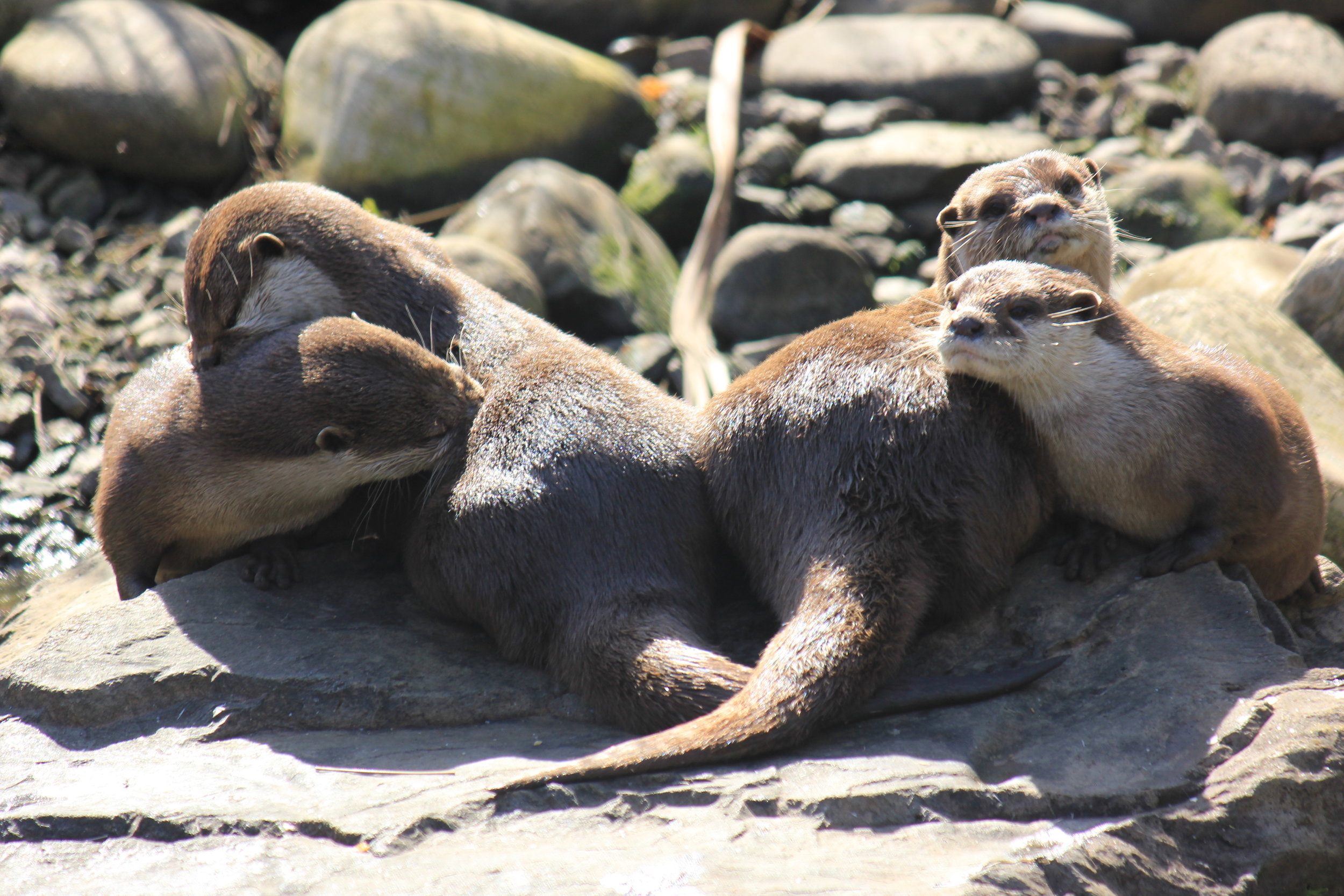 Four Otter Sisters Relax in the Sunshine