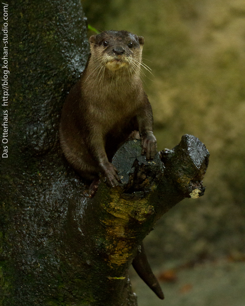 Otter Has Found a Perch in a Tree