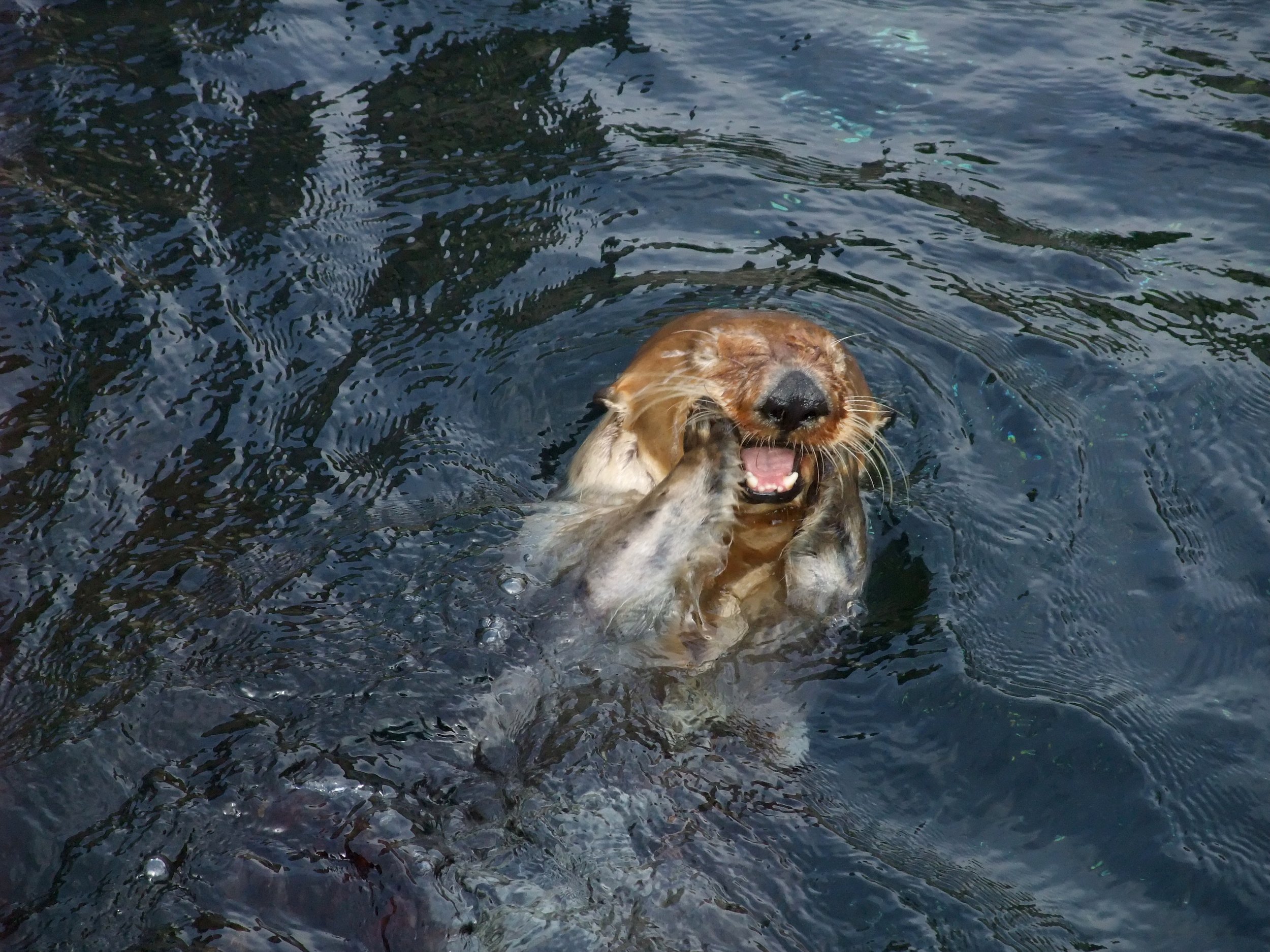 Otter Version of The Scream (with Apologies to Edvard Munch)
