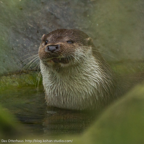 Otter Does His Pirate Impression