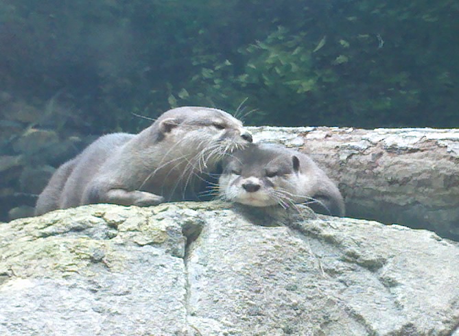 Just a Small Display of Otter Affection 