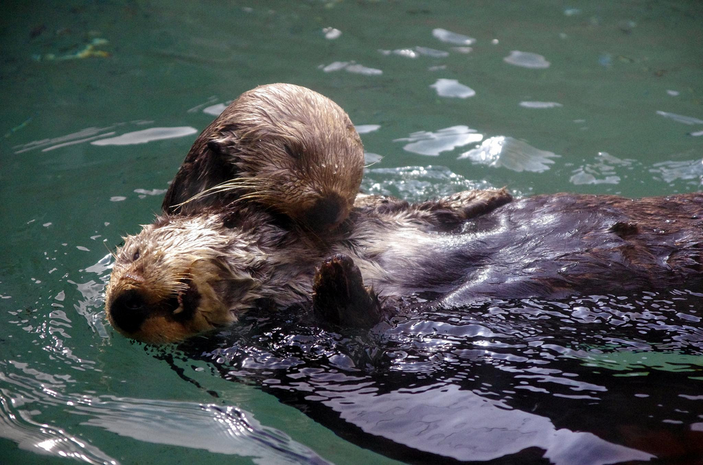 Sea Otters Cross Paths and Have a Little Cuddle While They're at It