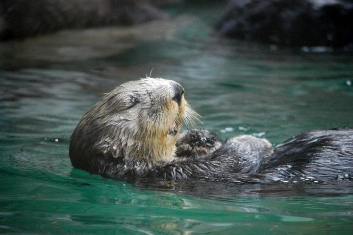 Sea Otter Looks Very Relaxed