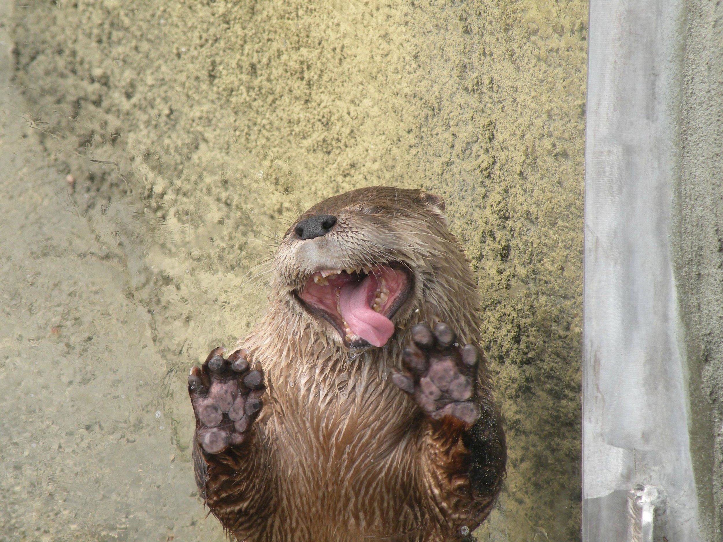 Otter Makes Goofy Faces through the Glass