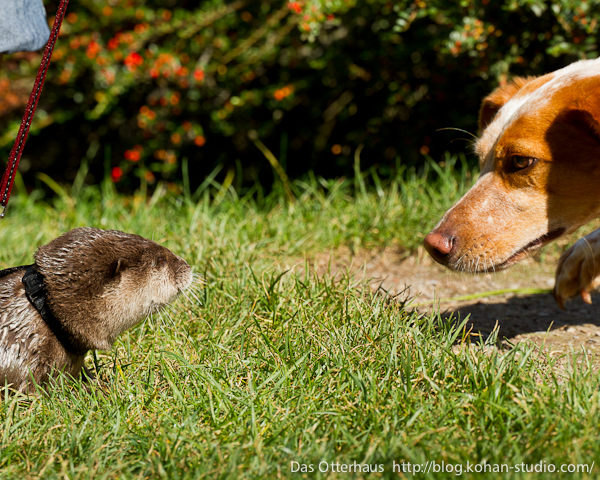Germany's Otter Pup Nemo Makes Some Canine Friends 3