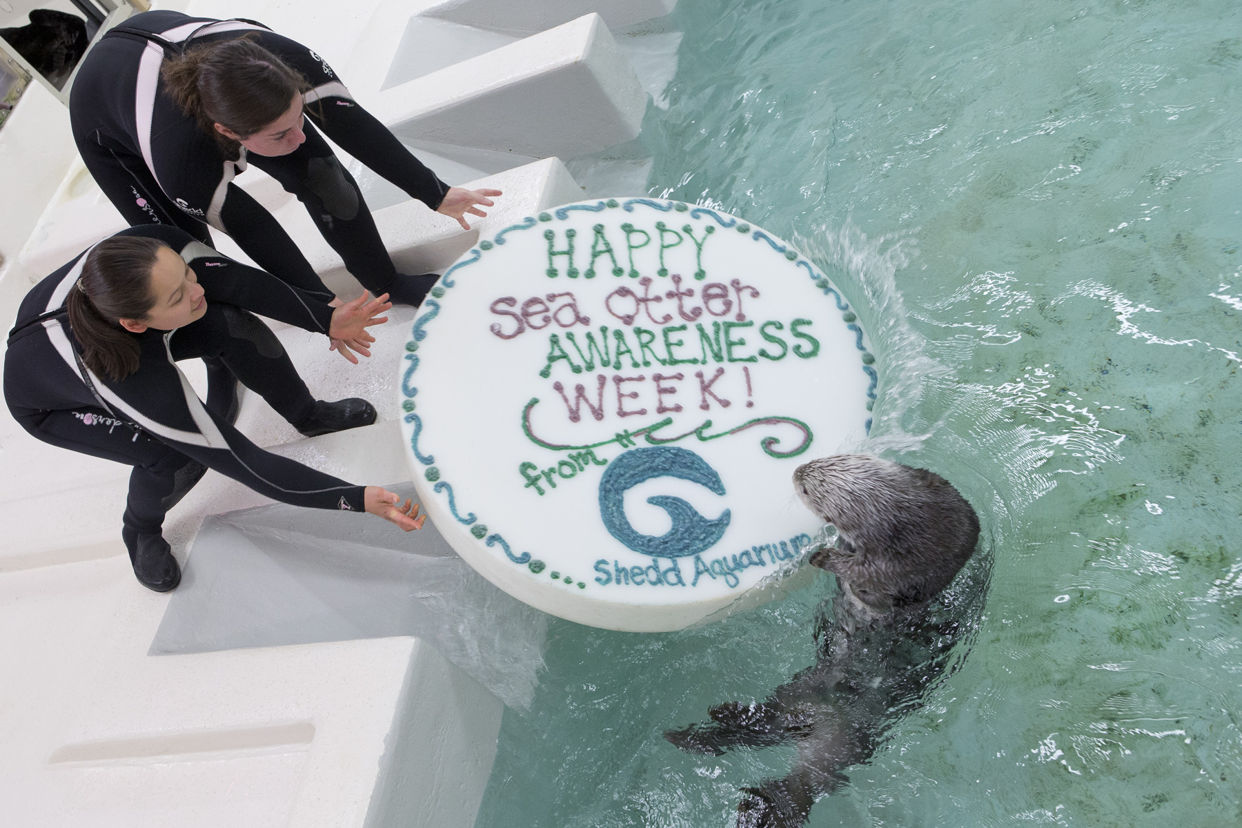 Otters Celebrate Sea Otter Awareness Week with Fishy Cakes! - 1