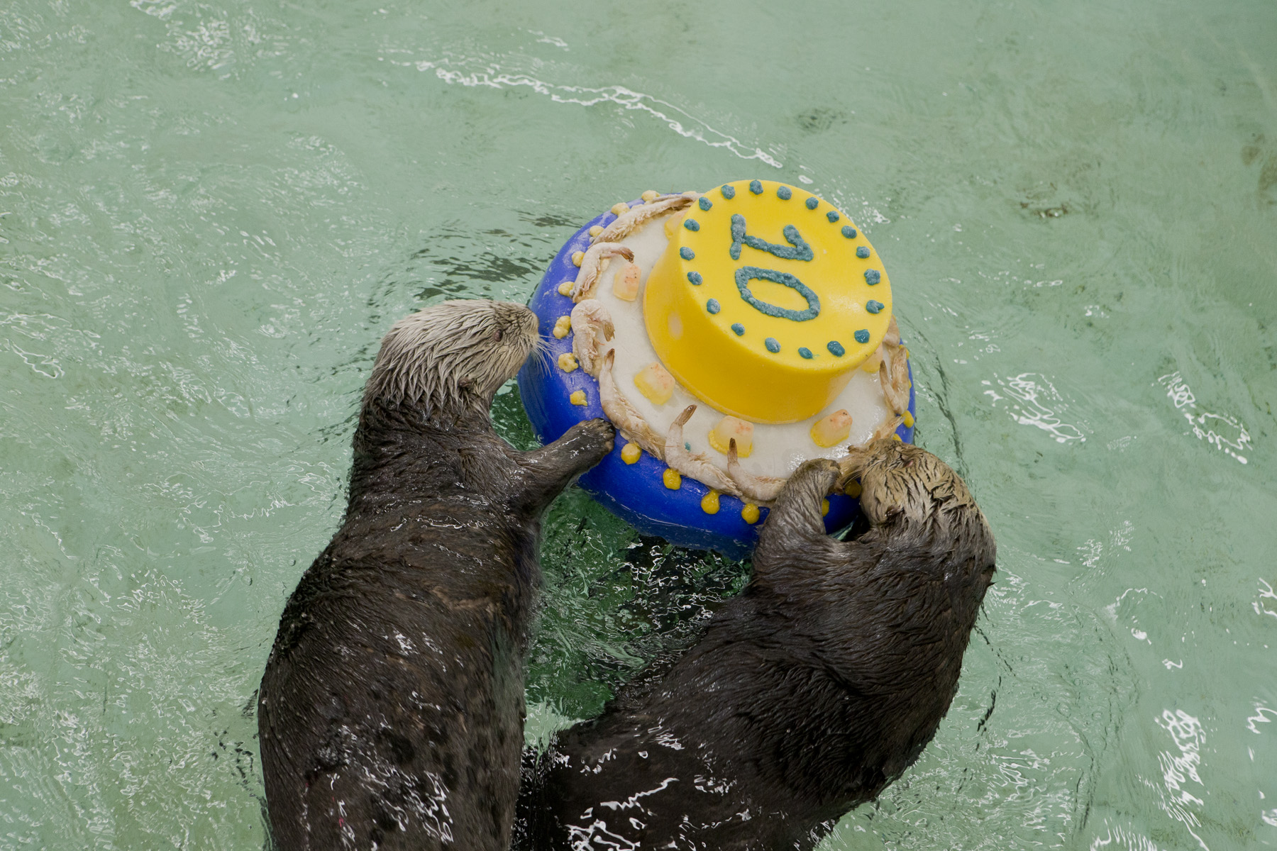 Otters Celebrate Sea Otter Awareness Week with Fishy Cakes! - 2