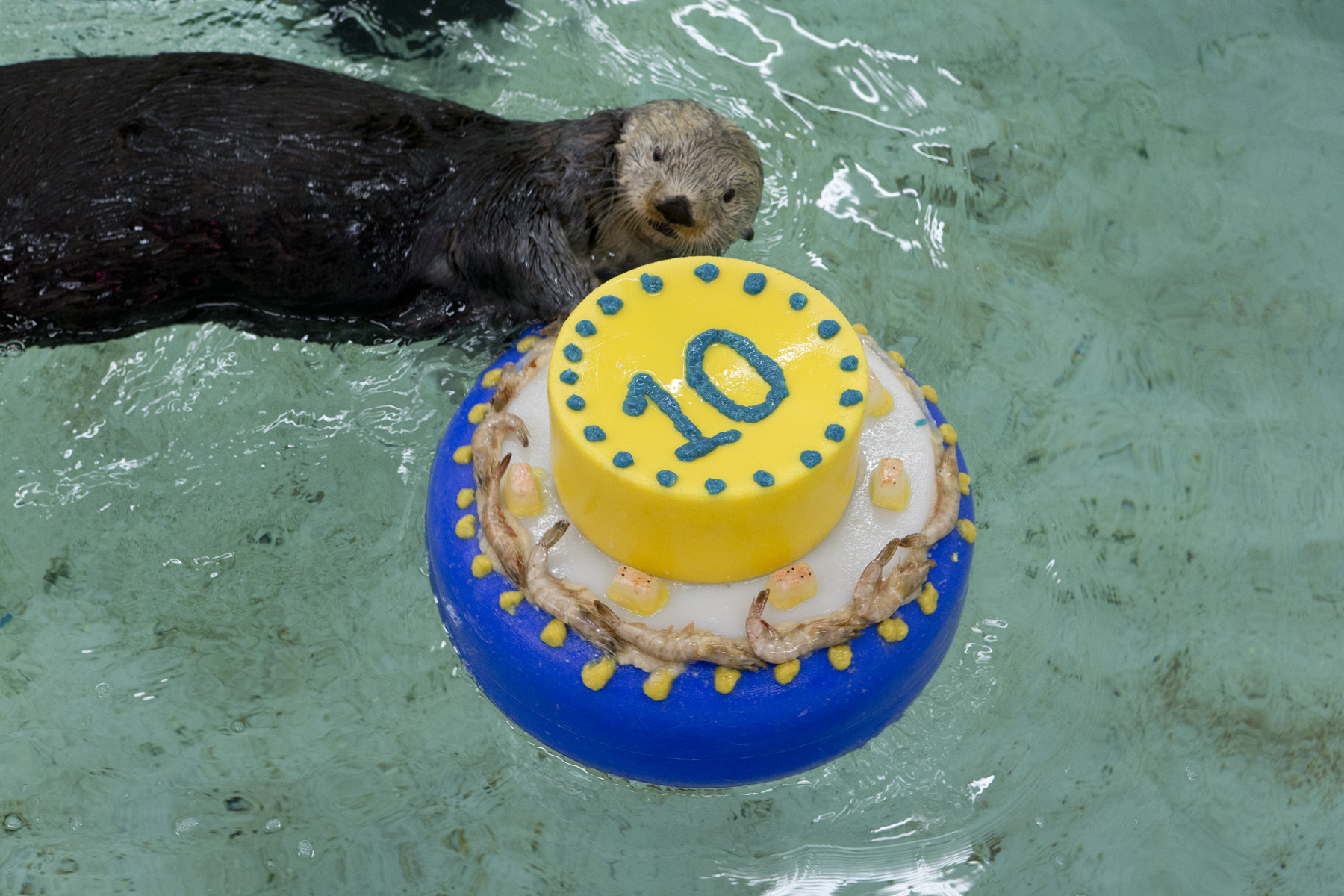 Otters Celebrate Sea Otter Awareness Week with Fishy Cakes! - 3