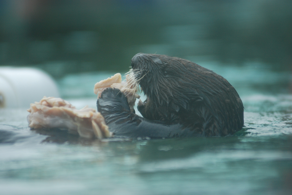 Otter Has a Pile of Seafood to Nom