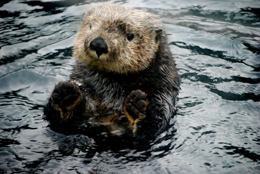 Sea Otter Offers a Game of Patty Cake
